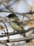 Eastern Phoebe